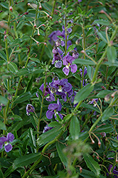 Angelface Dresden Blue Angelonia (Angelonia angustifolia 'ANWEDG116') at Garden Treasures