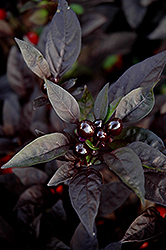 Black Pearl Ornamental Pepper (Capsicum annuum 'Black Pearl') at Garden Treasures