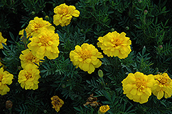 Durango Yellow Marigold (Tagetes patula 'Durango Yellow') at Garden Treasures