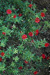 Superbells Scarlet Calibrachoa (Calibrachoa 'Superbells Scarlet') at Garden Treasures