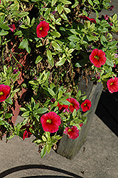 Aloha Dark Red Calibrachoa (Calibrachoa 'Aloha Dark Red') at Garden Treasures