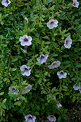 Superbells Trailing Lilac Mist Calibrachoa (Calibrachoa 'Superbells Trailing Lilac Mist') at Garden Treasures