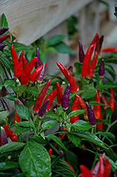 Sangria Ornamental Pepper (Capsicum annuum 'Sangria') at Garden Treasures