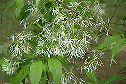 Spring Fleecing Fringetree (Chionanthus virginicus 'Spring Fleecing') at Garden Treasures