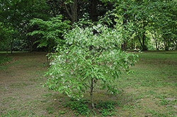 Spring Fleecing Fringetree (Chionanthus virginicus 'Spring Fleecing') at Garden Treasures
