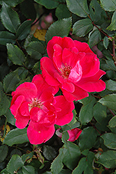 Red Knock Out Rose (Rosa 'Red Knock Out') at Garden Treasures