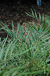 Soft Caress Mahonia (Mahonia eurybracteata 'Soft Caress') at Garden Treasures