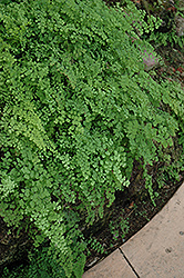 Philippine Maidenhair Fern (Adiantum philippense) at Garden Treasures