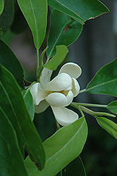 Sweetbay Magnolia (Magnolia virginiana) at Garden Treasures
