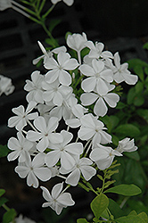 White Plumbago (Plumbago auriculata 'Alba') at Garden Treasures
