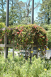 Cross Vine (Bignonia capreolata) at Garden Treasures