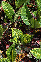 Variegated Croton (Codiaeum variegatum) at Garden Treasures