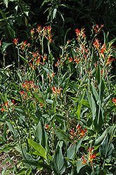 Indian Shot (Canna indica) at Garden Treasures