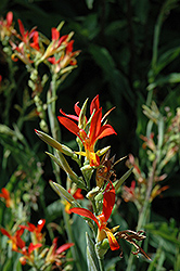 Indian Shot (Canna indica) at Garden Treasures