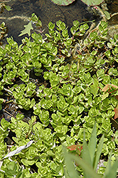 Lemon Bacopa (Bacopa caroliniana) at Garden Treasures