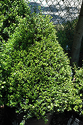 Compact Japanese Holly (Ilex crenata 'Compacta') at Garden Treasures