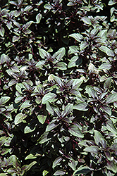 Purple Globe Basil (Ocimum basilicum 'Purple Globe') at Garden Treasures