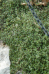 Creeping Wire Vine (Muehlenbeckia axillaris) at Garden Treasures