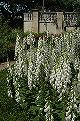 White Foxglove (Digitalis purpurea 'Alba') at Garden Treasures