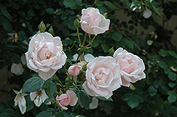New Dawn Rose (Rosa 'New Dawn') at Garden Treasures