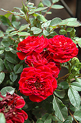 Red Sunblaze Rose (Rosa 'Meirutral') at Garden Treasures