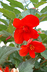 Illumination Orange Begonia (Begonia 'Illumination Orange') at Garden Treasures