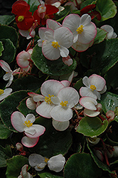 Ambassador Bicolor Begonia (Begonia 'Ambassador Bicolor') at Garden Treasures