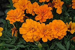 Durango Tangerine Marigold (Tagetes patula 'Durango Tangerine') at Garden Treasures