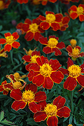 Disco Red Marigold (Tagetes patula 'Disco Red') at Garden Treasures