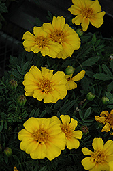 Disco Yellow Marigold (Tagetes patula 'Disco Yellow') at Garden Treasures