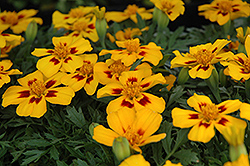 Disco Flame Marigold (Tagetes patula 'Disco Flame') at Garden Treasures