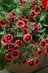 Superbells Coralberry Punch Calibrachoa (Calibrachoa 'Superbells Coralberry Punch') at Garden Treasures