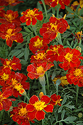 Safari Red Marigold (Tagetes patula 'Safari Red') at Garden Treasures