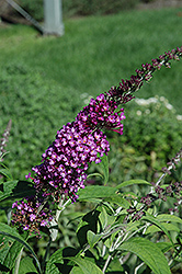 Buzz Pink Purple Butterfly Bush (Buddleia davidii 'Buzz Pink Purple') at Garden Treasures
