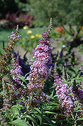 Buzz Violet Butterfly Bush (Buddleia davidii 'Tobudviole') at Garden Treasures