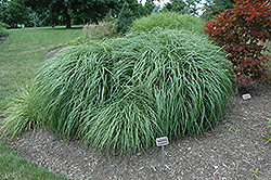 Adagio Maiden Grass (Miscanthus sinensis 'Adagio') at Garden Treasures