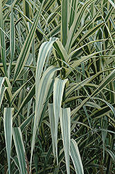 Peppermint Stick Giant Reed Grass (Arundo donax 'Peppermint Stick') at Garden Treasures