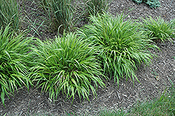 Nicolas Hakone Grass (Hakonechloa macra 'Nicolas') at Garden Treasures