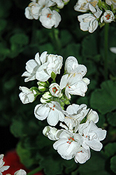 Patriot White Geranium (Pelargonium 'Patriot White') at Garden Treasures