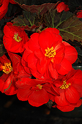 Nonstop Mocca Scarlet Begonia (Begonia 'Nonstop Mocca Scarlet') at Garden Treasures