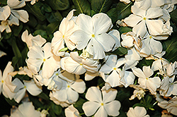 Cora White Vinca (Catharanthus roseus 'Cora White') at Garden Treasures