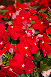 Cora Red Vinca (Catharanthus roseus 'Cora Red') at Garden Treasures
