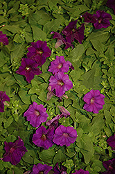 Surfinia Purple Majesty Petunia (Petunia 'Surfinia Purple Majesty') at Garden Treasures