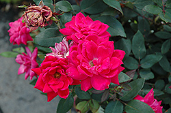 Knock Out Double Red Rose (Rosa 'Radtko') at Garden Treasures