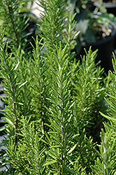 Barbeque Rosemary (Rosmarinus officinalis 'Barbeque') at Garden Treasures