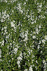 Angelface White Angelonia (Angelonia angustifolia 'Anwhitim') at Garden Treasures