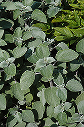 Silver Shield Plectranthus (Plectranthus argentatus 'Silver Shield') at Garden Treasures