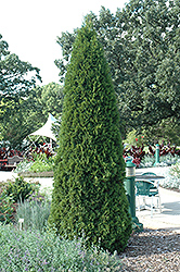 Emerald Green Arborvitae (Thuja occidentalis 'Smaragd') at Garden Treasures