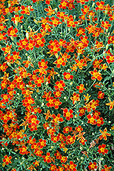 Red Gem Marigold (Tagetes tenuifolia 'Red Gem') at Garden Treasures