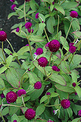 Audray Purple Red Gomphrena (Gomphrena 'Audray Purple Red') at Garden Treasures